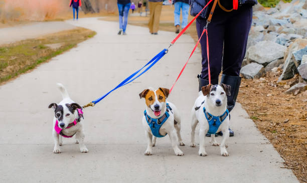 Leashes & Harnesses