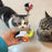 Smart Cat Toy Pet Interactive Remote Control Electric Car Toys Upgraded Version Rechargeable Puppy Training Game Cat Supplies - Small to Tall Pet Co.