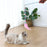 Feather Cat Toys Interactive for Cats Teasing Durable Kitten Playing Stick Cute Multicolour Plush Ball Pet Supplies Pet Products - Small to Tall Pet Co.