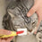 Pet Eye Comb Brush Pet Tear Stain Remover Comb Double-Sided Eye Grooming Brush Removing Crust Mucus For Small Cat Dog - Small to Tall Pet Co.