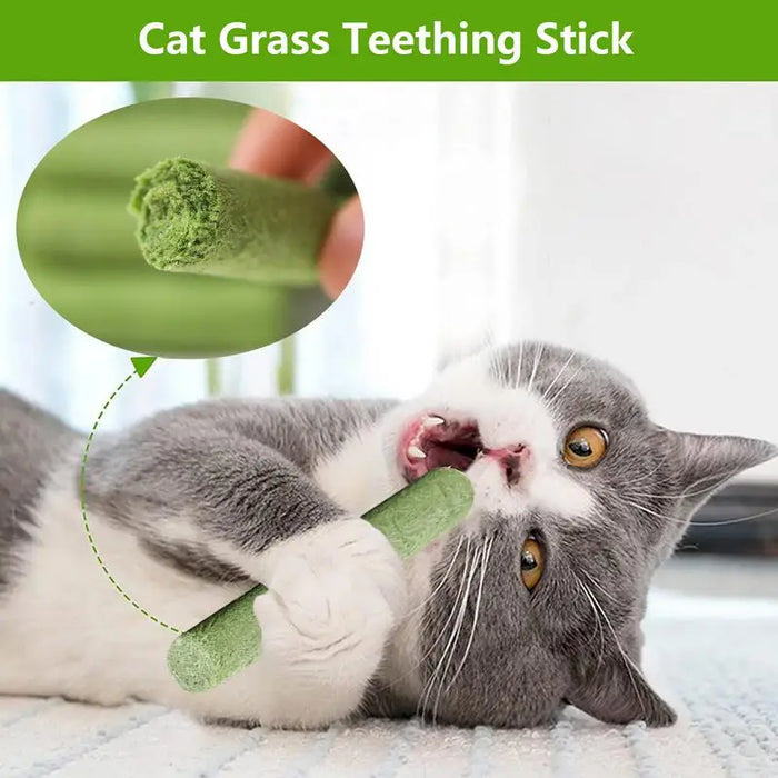 Cat Grass Teething Stick Cat Grass Stick Catnip Toys Sticks Indoor Kitten Grass Cats Promotes Digestive Natural Teeth Health - Small to Tall Pet Co.