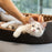 Cats Bed  Pets Beds & Furnitures Goods Pet Products Furniture Houses and Habitats Supplies Things Sofa For Cat Home Accessories - Small to Tall Pet Co.